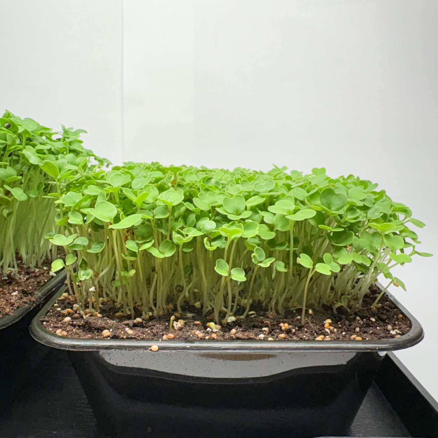 Doppelpack - Brokkoli & Rucola