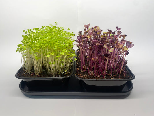 Doppelpack - Rucola & Rote Radieschen