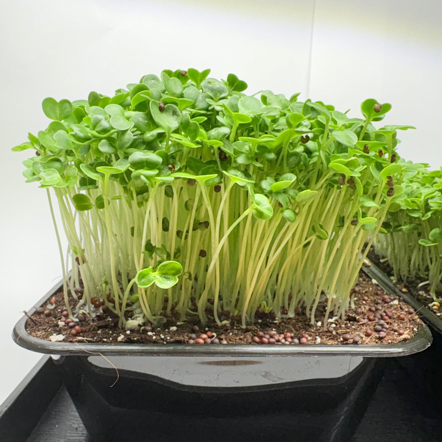 Doppelpack - Brokkoli & Rucola