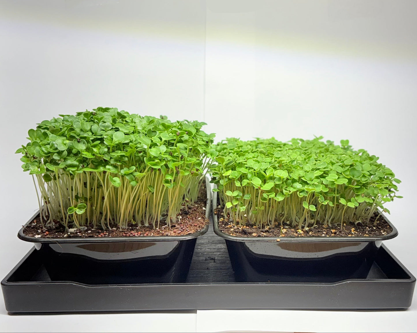 Doppelpack - Brokkoli & Rucola