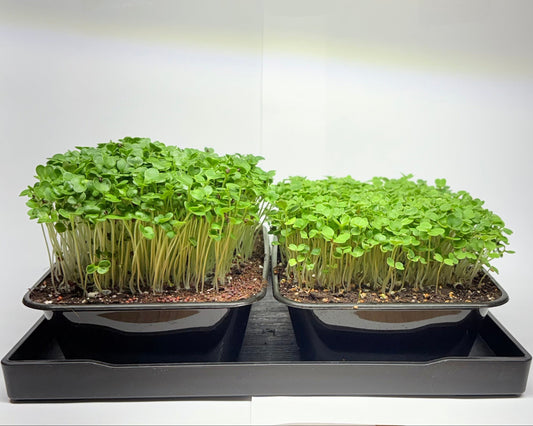 Doppelpack - Brokkoli & Rucola